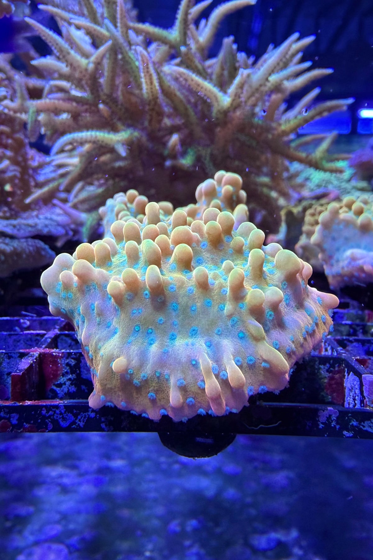 (RSCF) Jason Fox Vino Montipora WYSIWYG