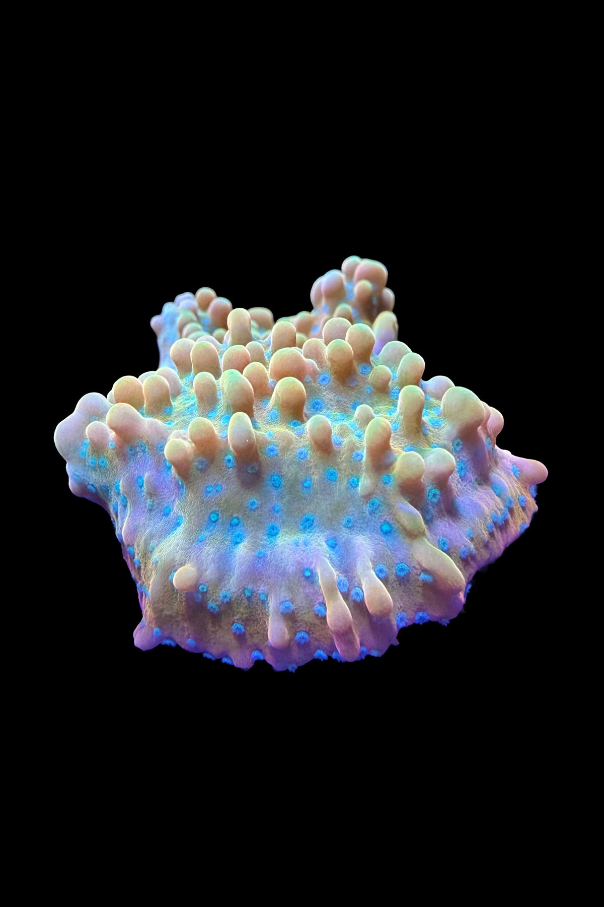 (RSCF) Jason Fox Vino Montipora WYSIWYG