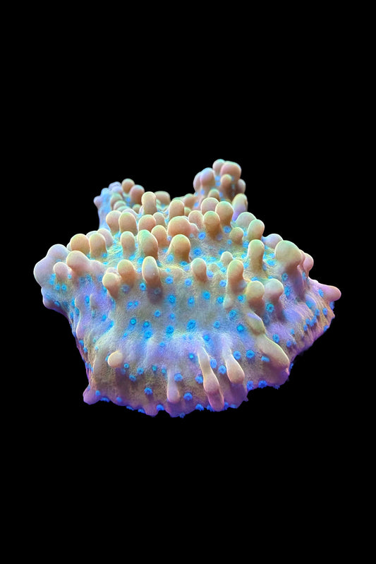(RSCF) Jason Fox Vino Montipora WYSIWYG