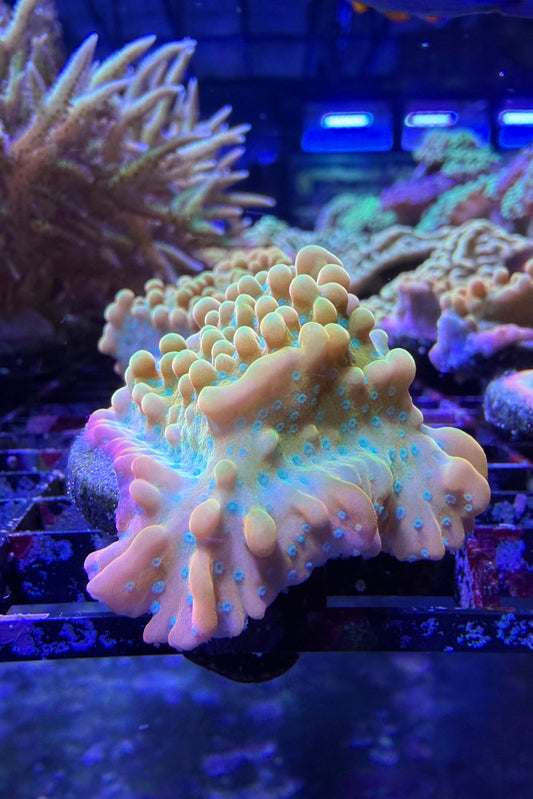 (RSCF) Jason Fox Vino Montipora WYSIWYG