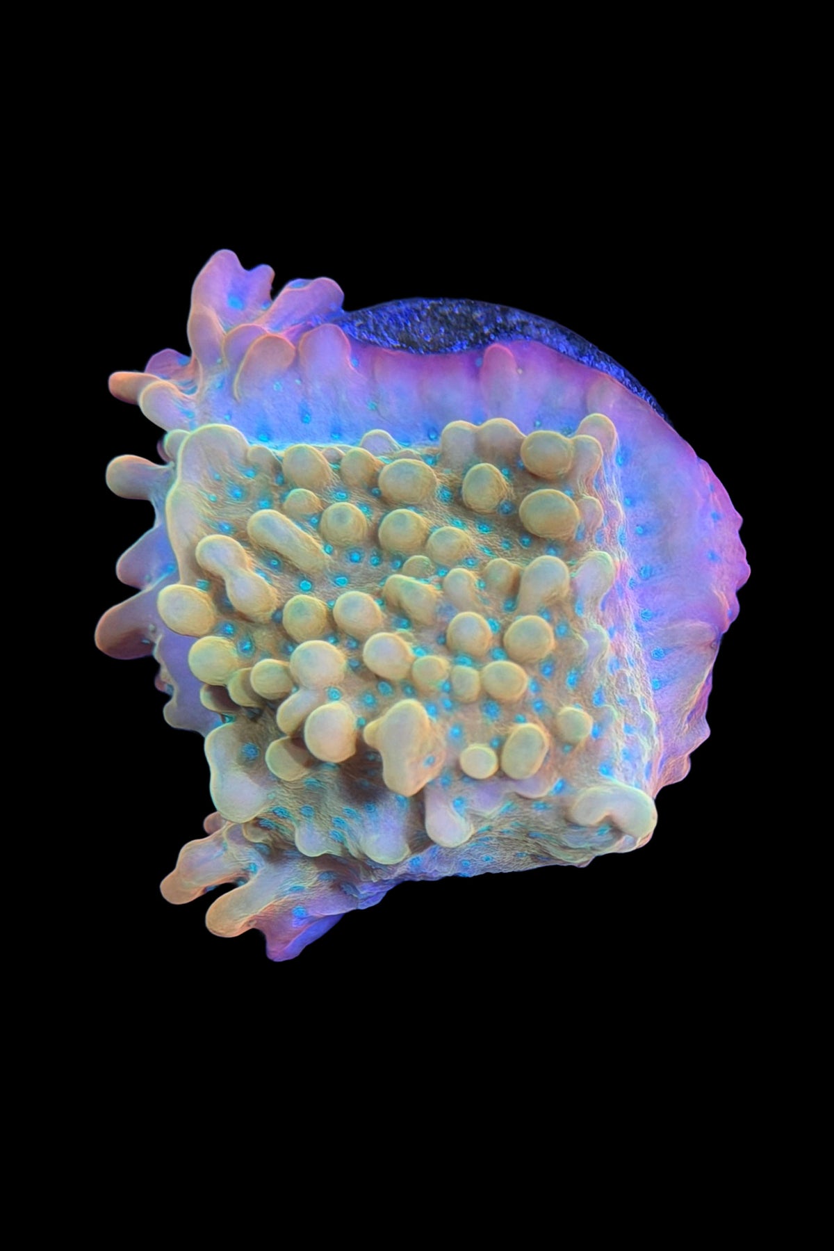 (RSCF) Jason Fox Vino Montipora WYSIWYG