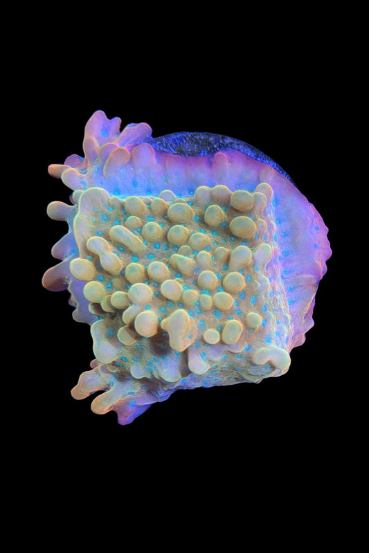 (RSCF) Jason Fox Vino Montipora WYSIWYG