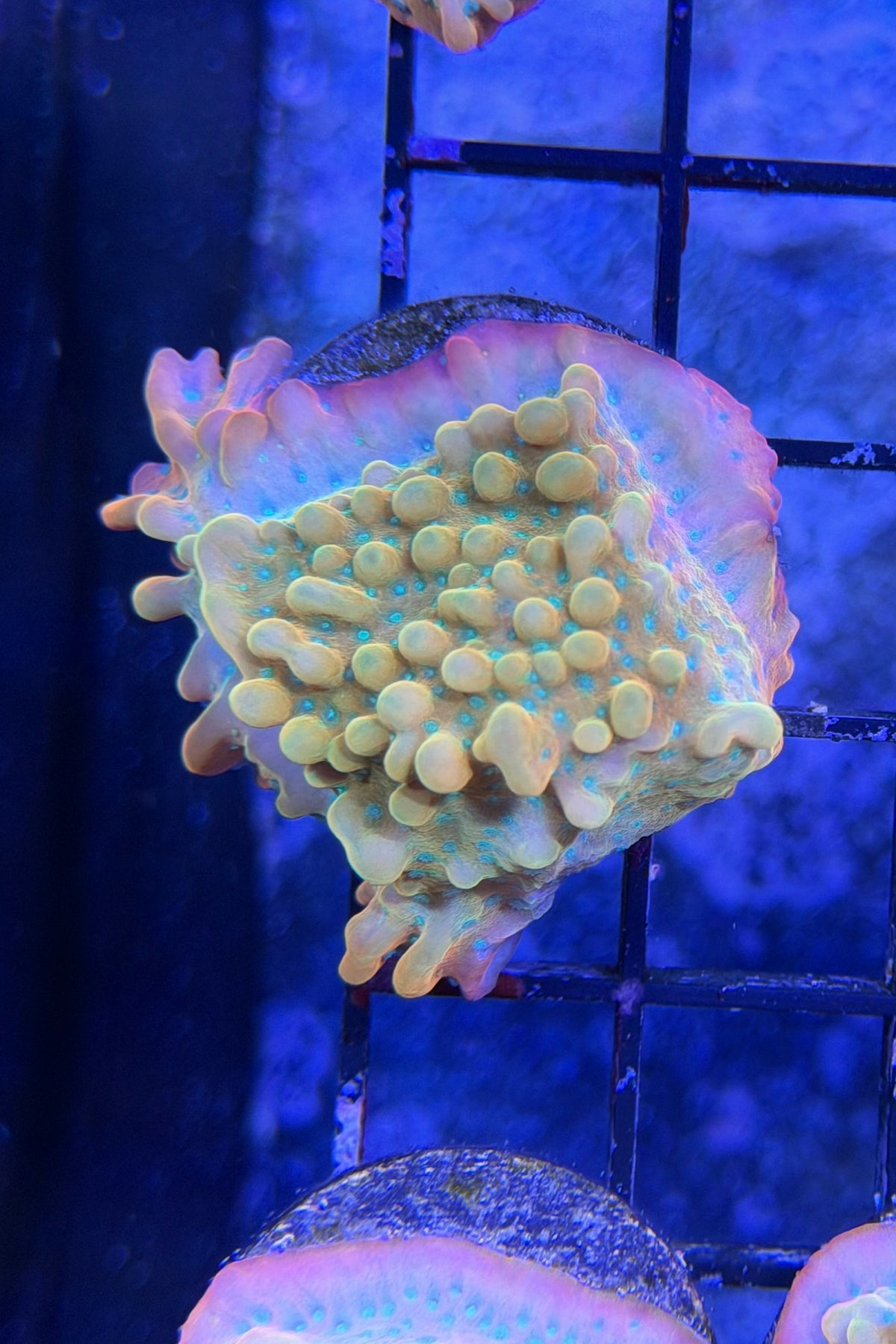 (RSCF) Jason Fox Vino Montipora WYSIWYG