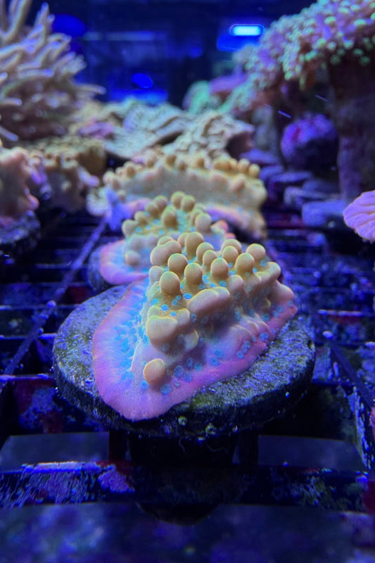 (RSCF) Jason Fox Vino Montipora WYSIWYG