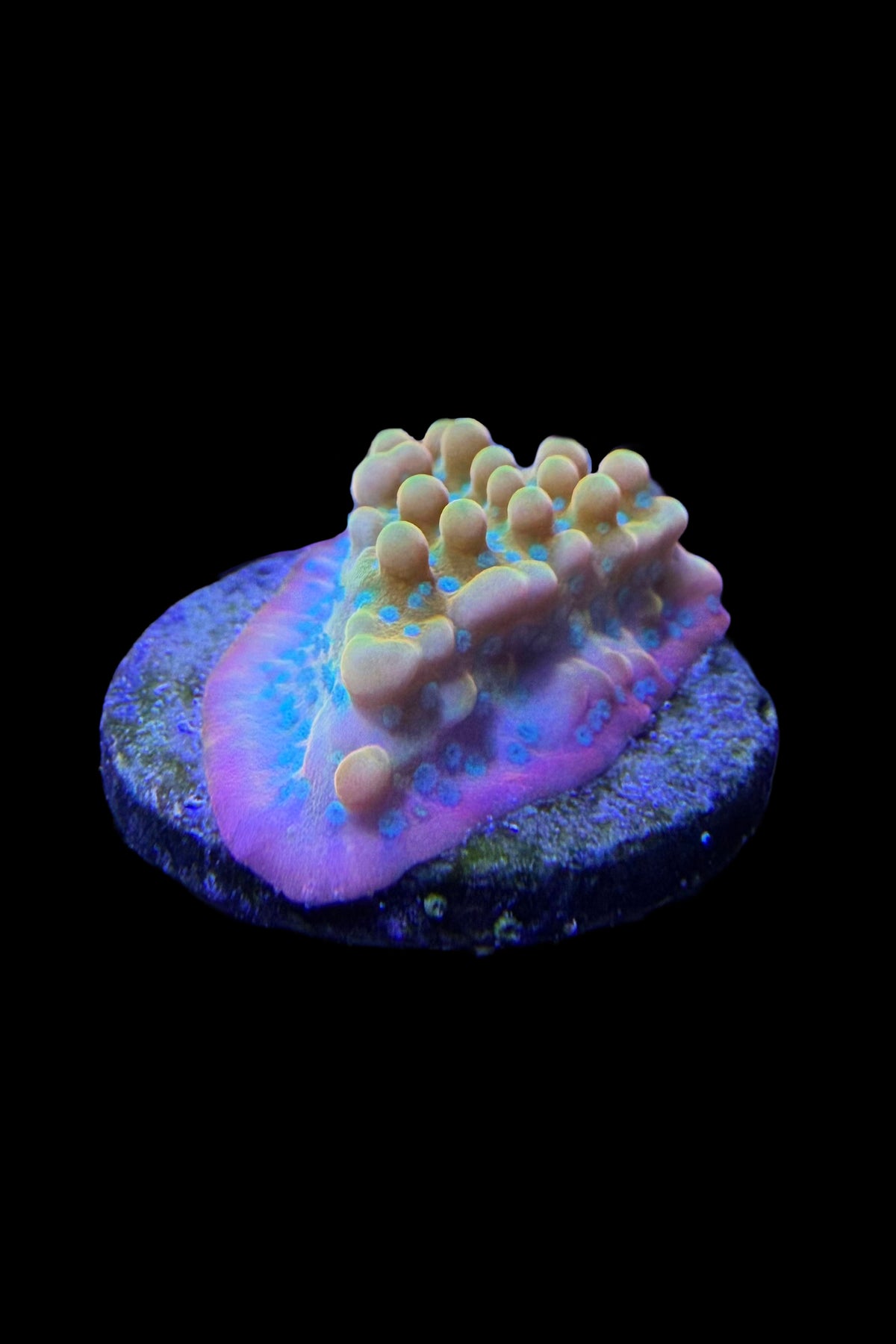(RSCF) Jason Fox Vino Montipora WYSIWYG