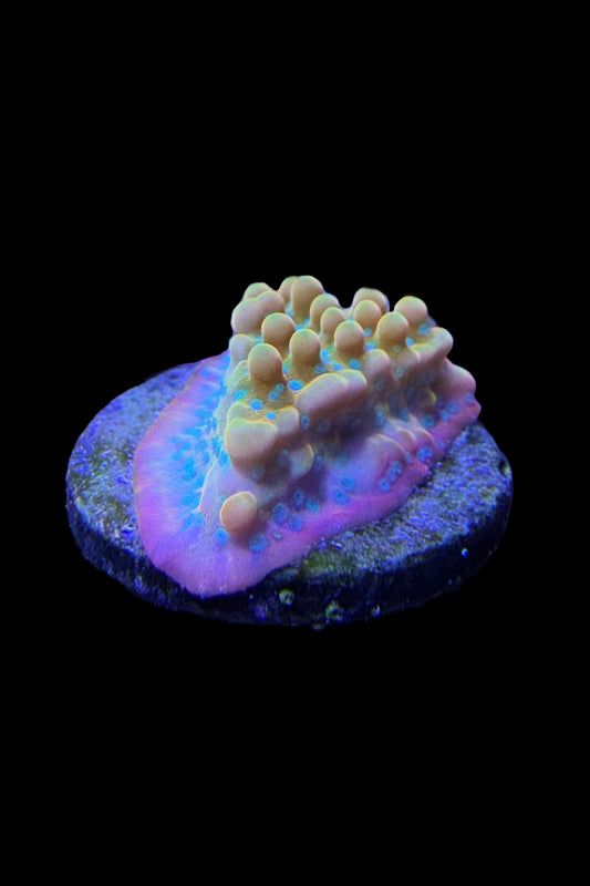 (RSCF) Jason Fox Vino Montipora WYSIWYG
