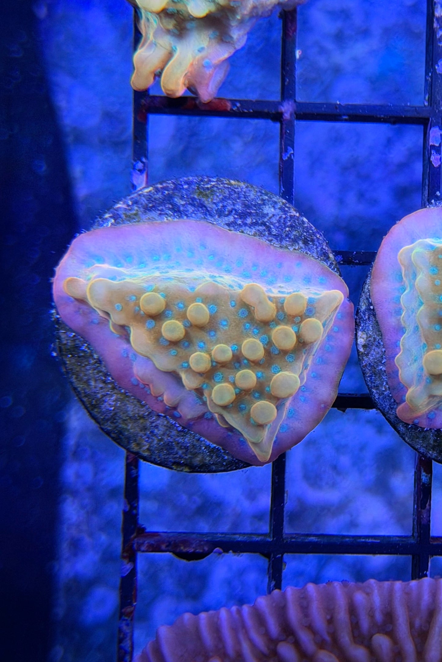 (RSCF) Jason Fox Vino Montipora WYSIWYG