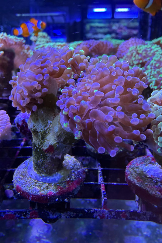 (RSCF) Bicolor Euphyllia Frogspawn Coral WYSIWYG