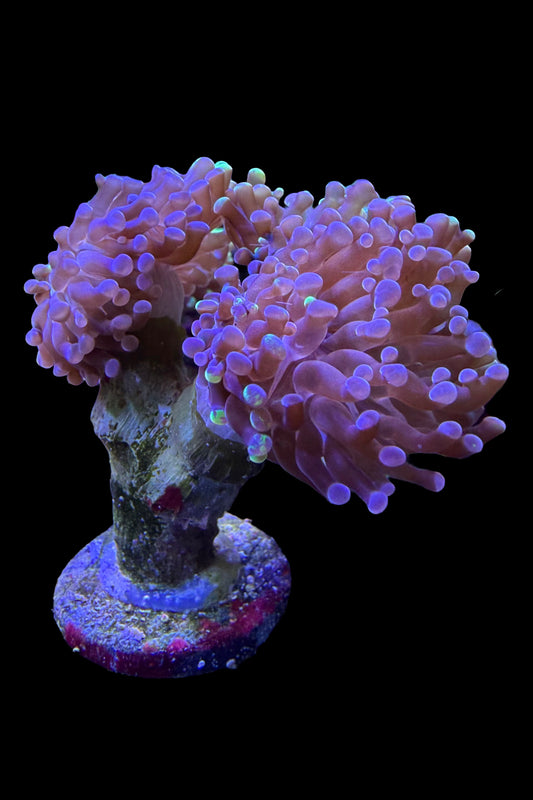 (RSCF) Bicolor Euphyllia Frogspawn Coral WYSIWYG