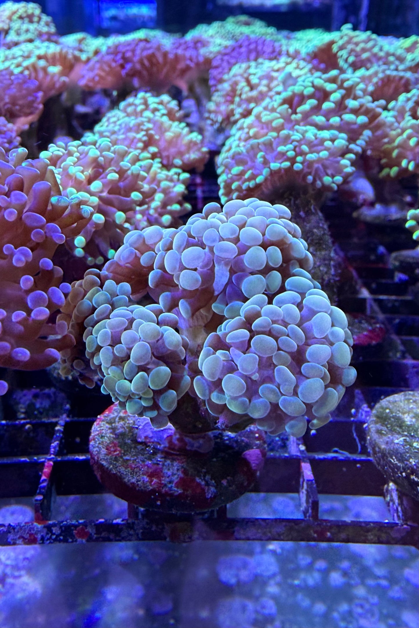 (RSCF) Golden Hammer Coral WYSIWYG