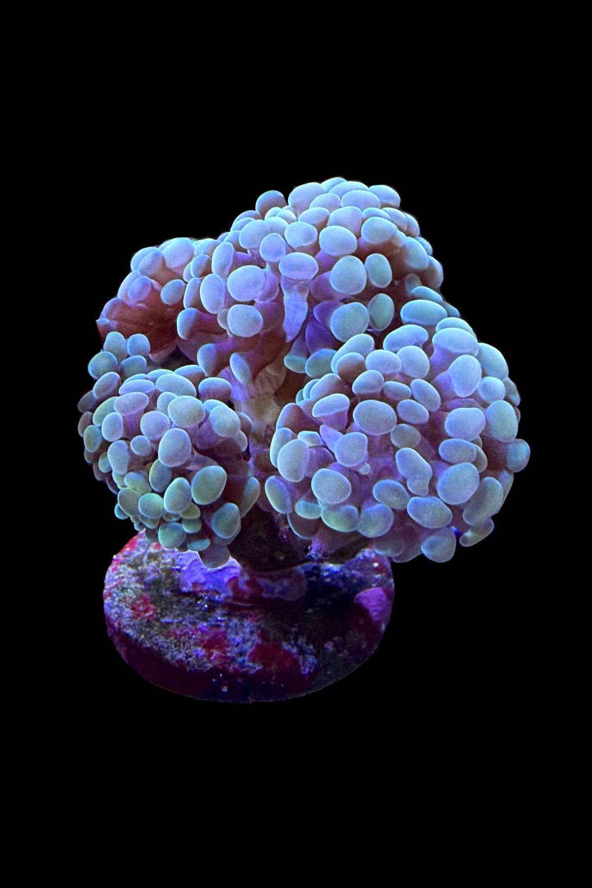 (RSCF) Golden Hammer Coral WYSIWYG