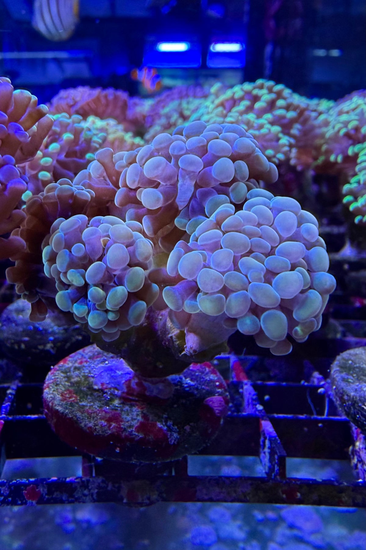 (RSCF) Golden Hammer Coral WYSIWYG