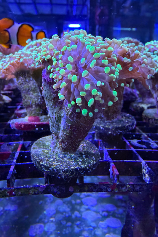 (RSCF) Bicolor Euphyllia Frogspawn Coral WYSIWYG