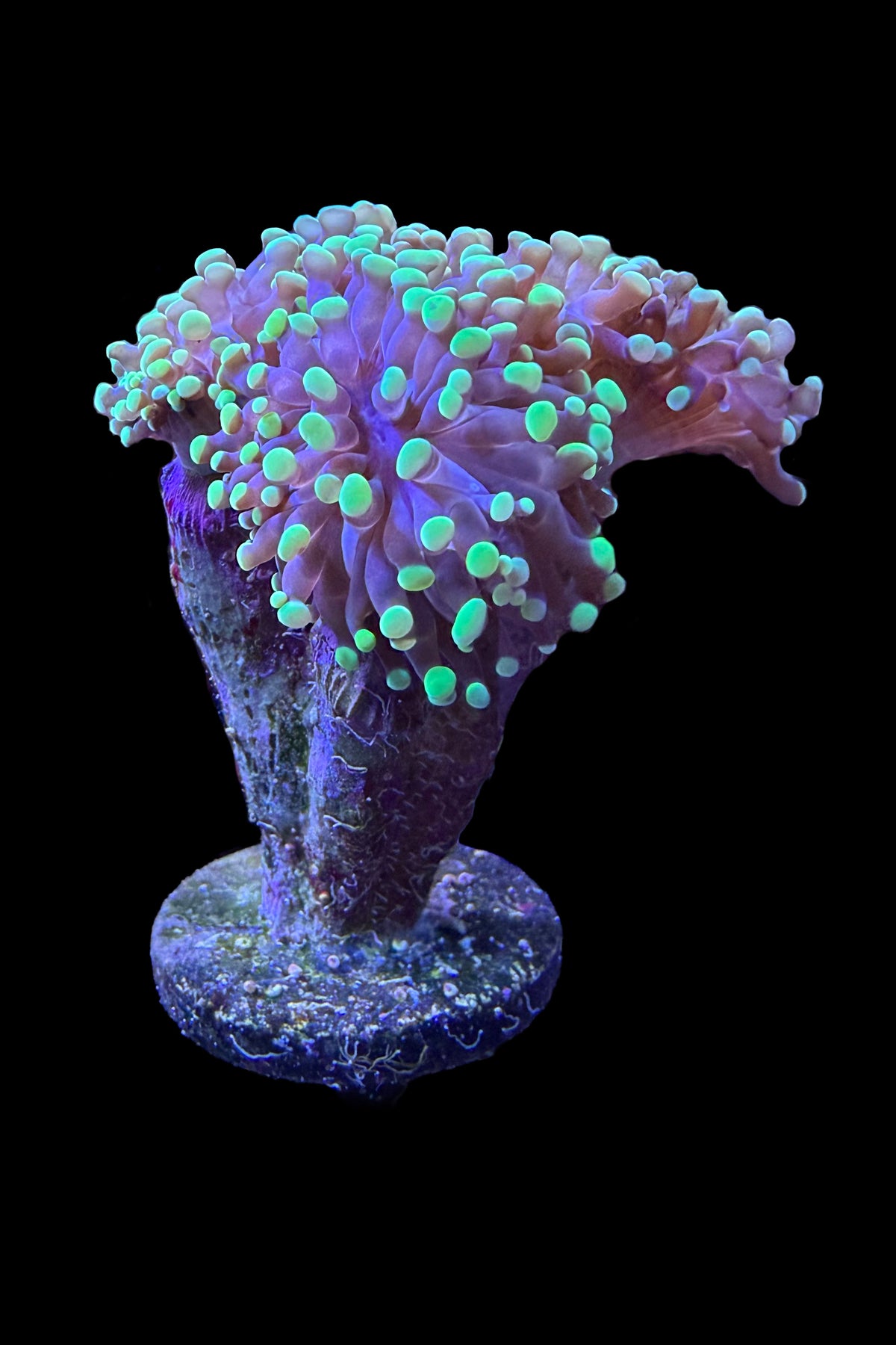 (RSCF) Bicolor Euphyllia Frogspawn Coral WYSIWYG