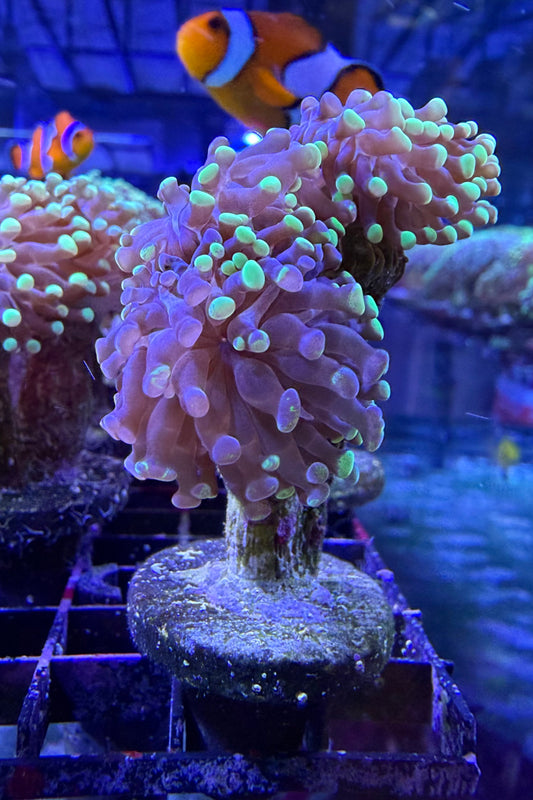 (RSCF) Bicolor Euphyllia Frogspawn Coral WYSIWYG