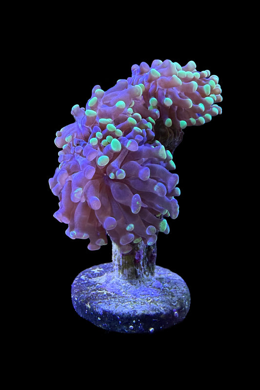 (RSCF) Bicolor Euphyllia Frogspawn Coral WYSIWYG
