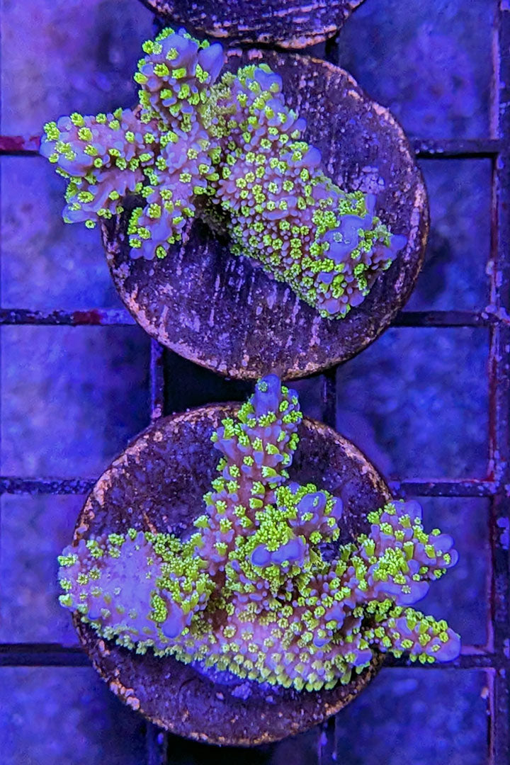 Montipora stellata Coral