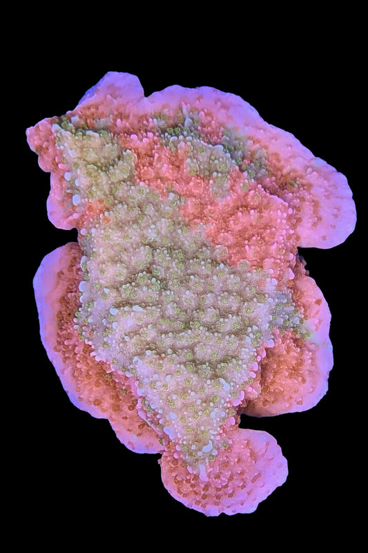Grafted Montipora Cap Coral