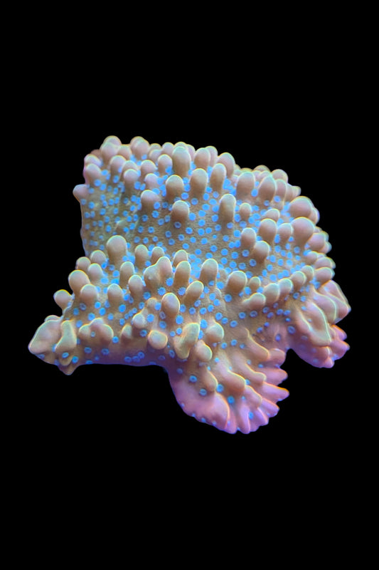 Jason Fox Vino Montipora Coral