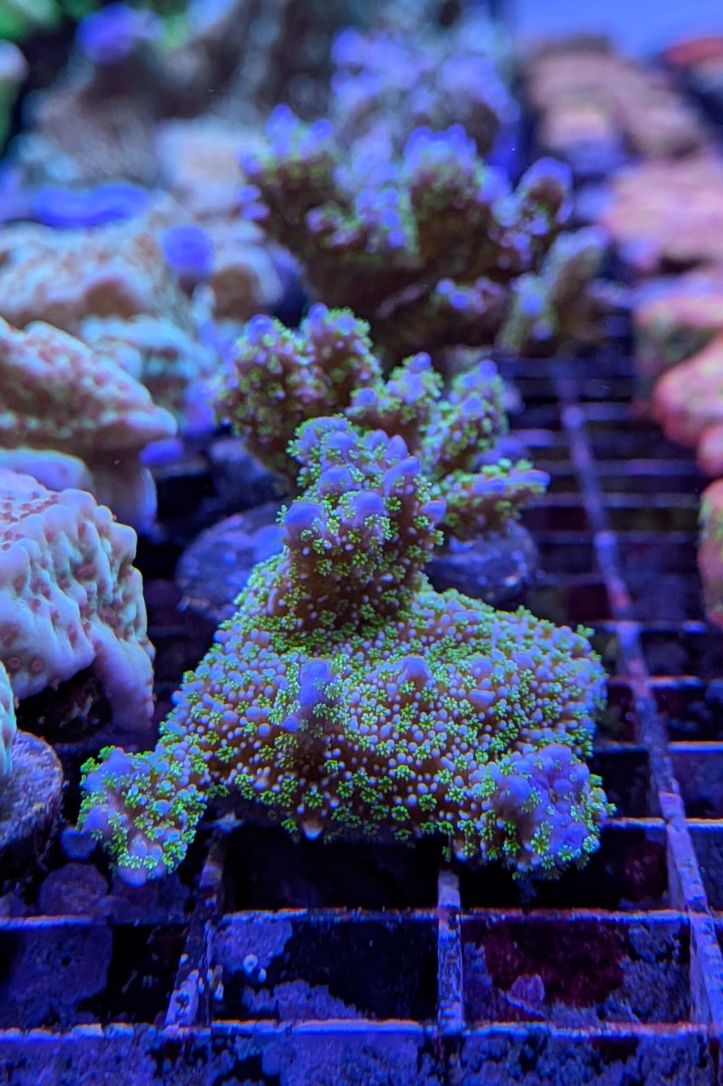 Montipora stellata Coral