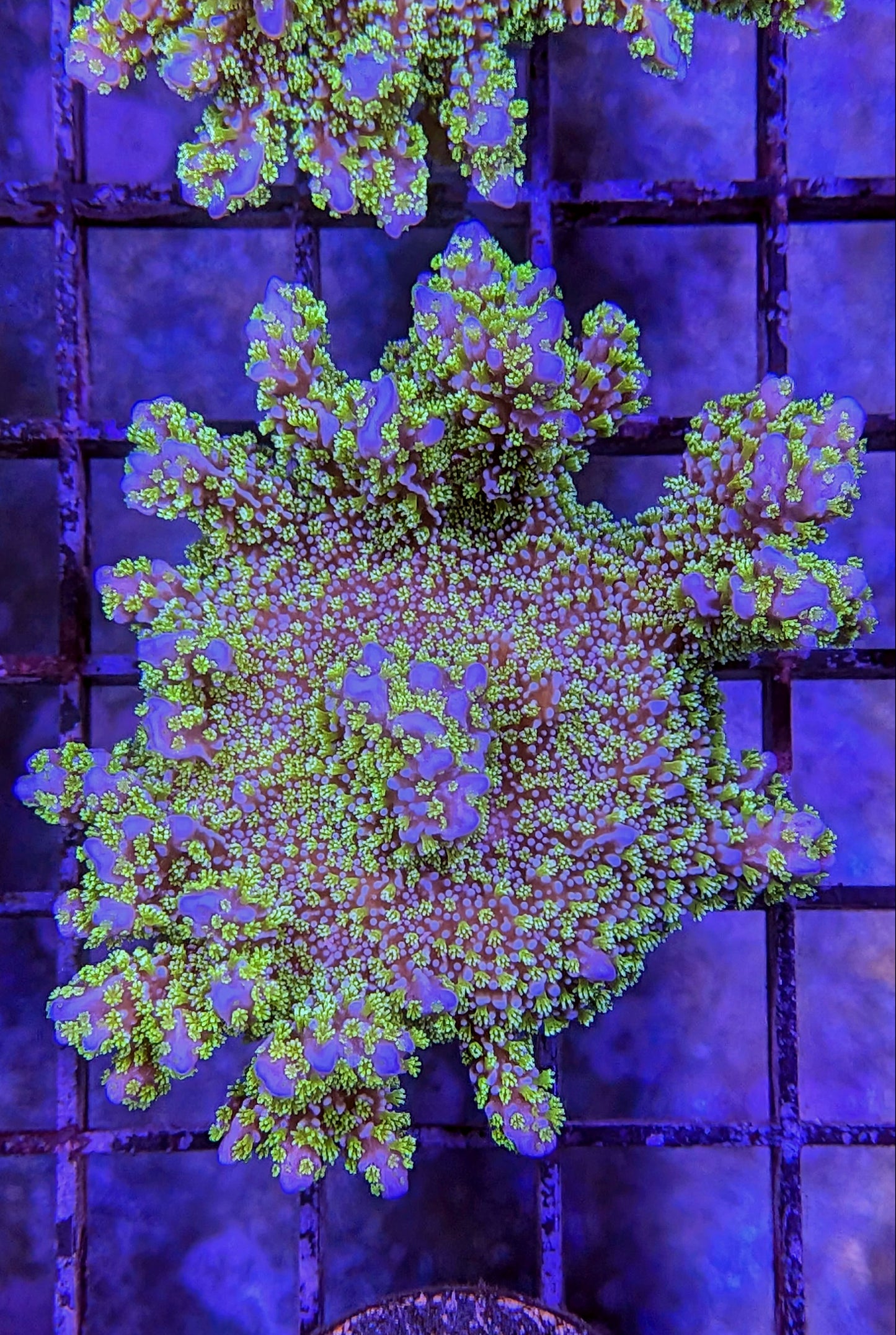 Montipora stellata Coral