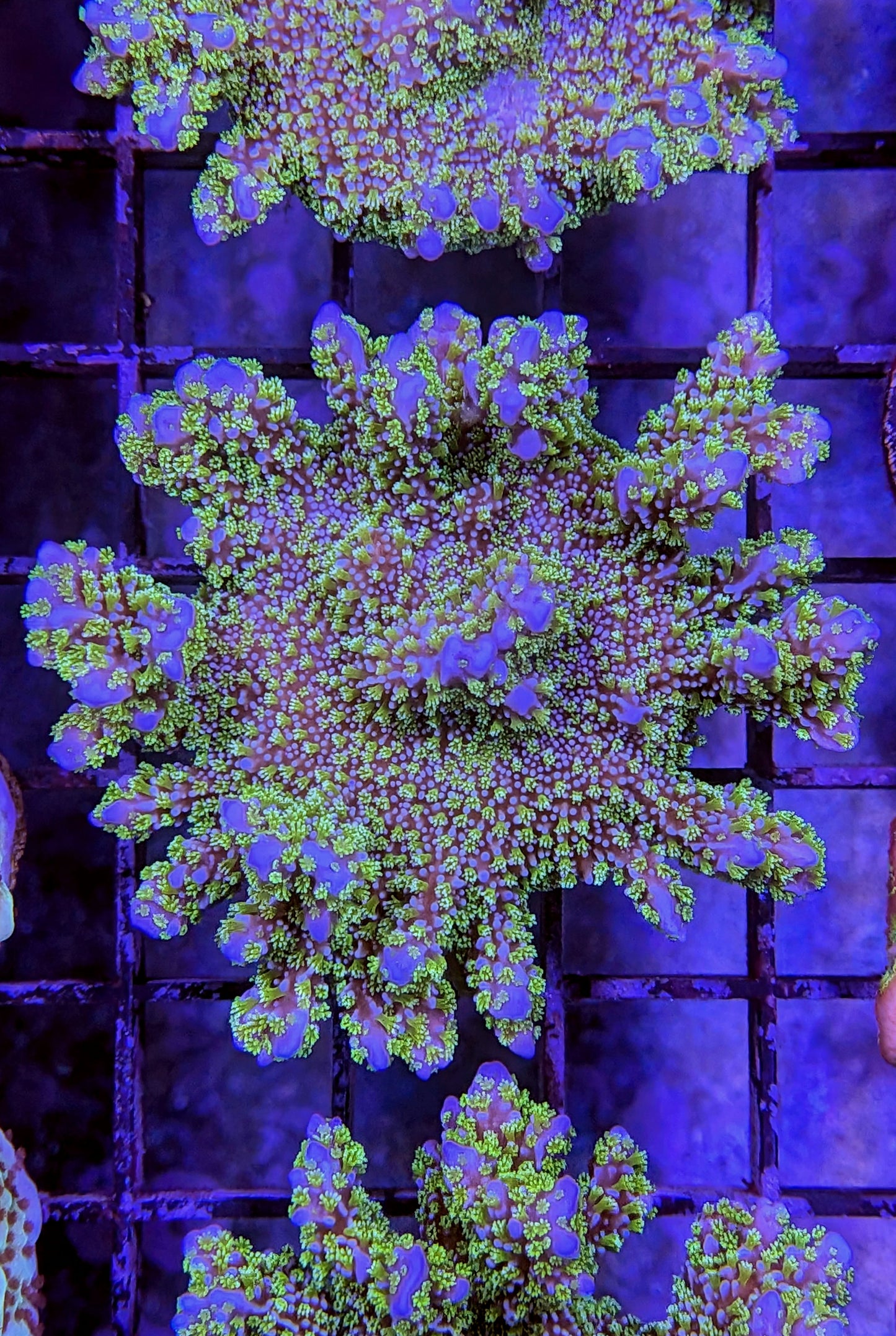 Montipora stellata Coral