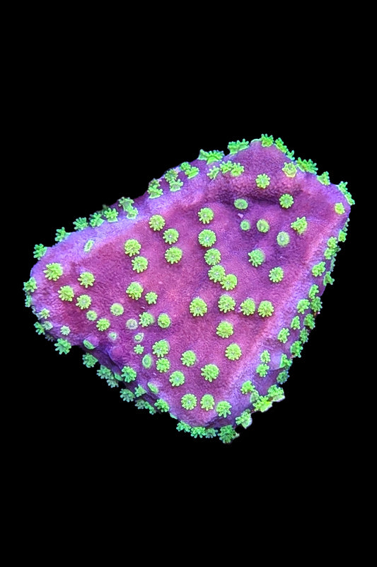 Montipora australiensis Coral