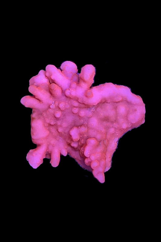 Montipora setosa Coral