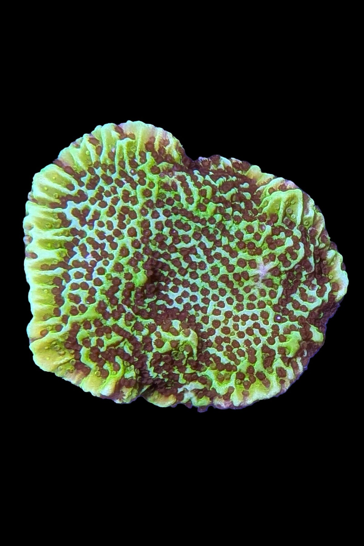 Montipora Spongodes