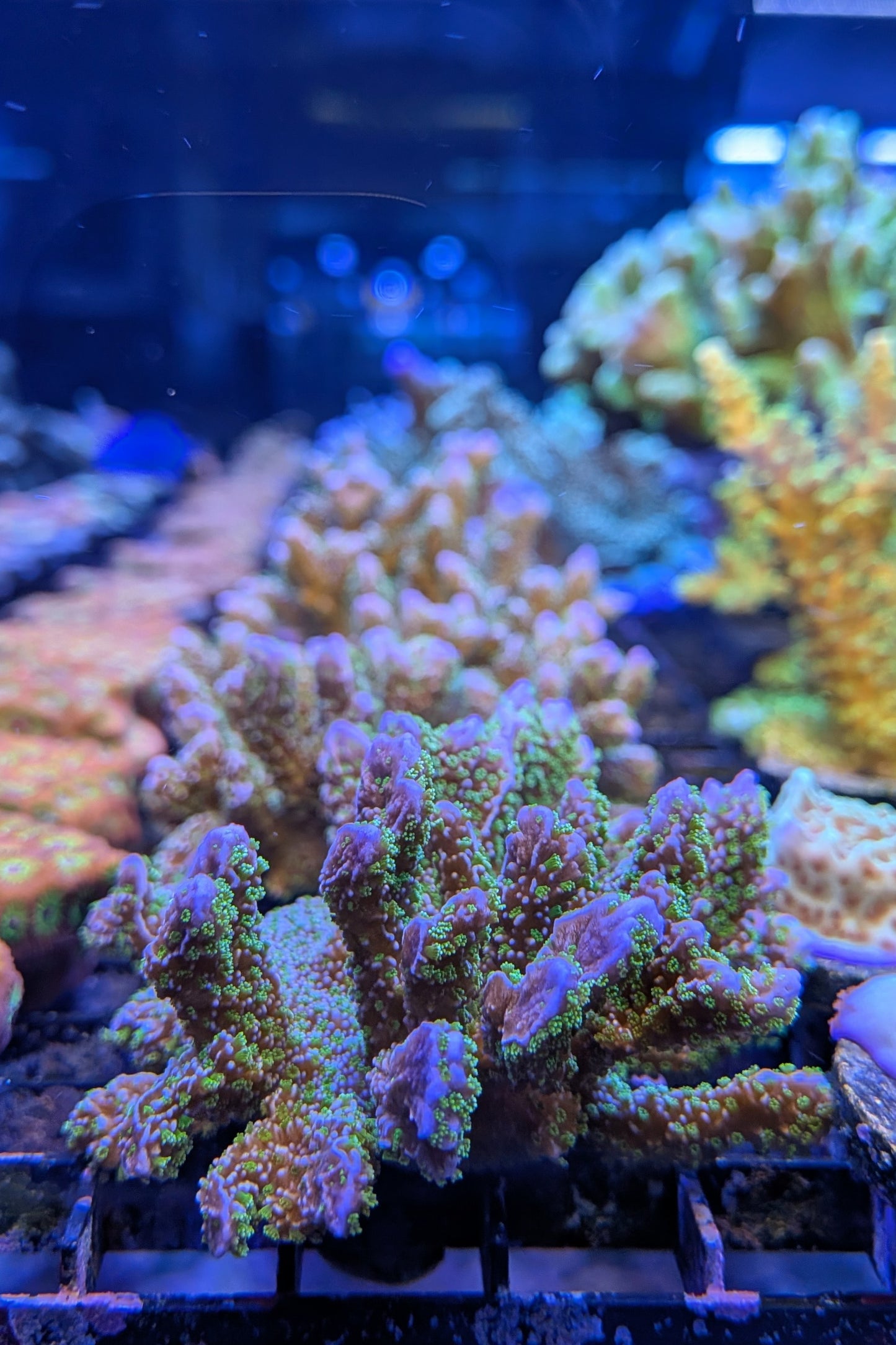 Montipora stellata Coral