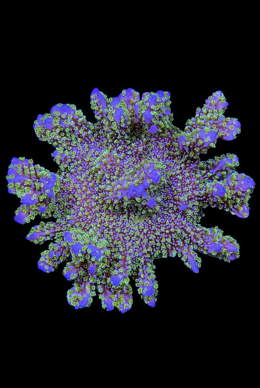 Montipora stellata Coral