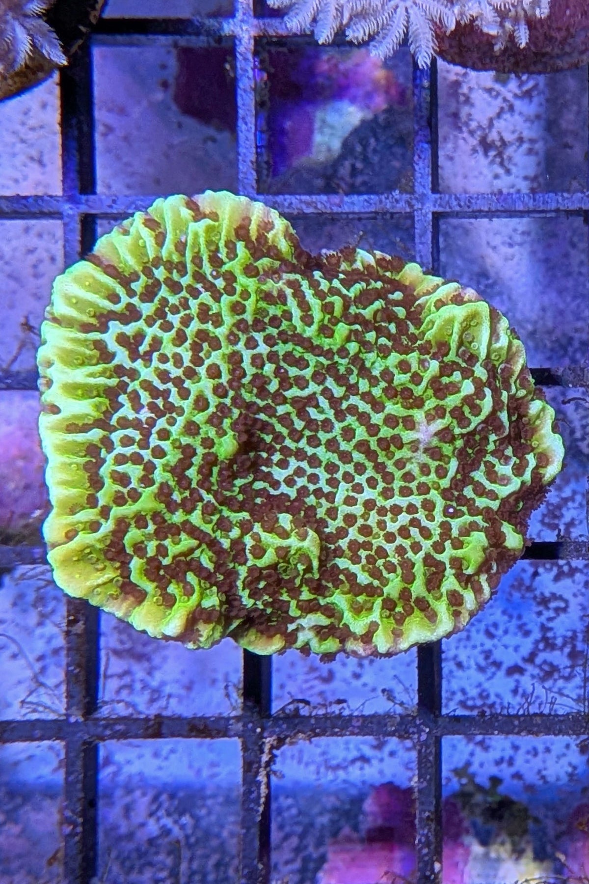 Montipora Spongodes