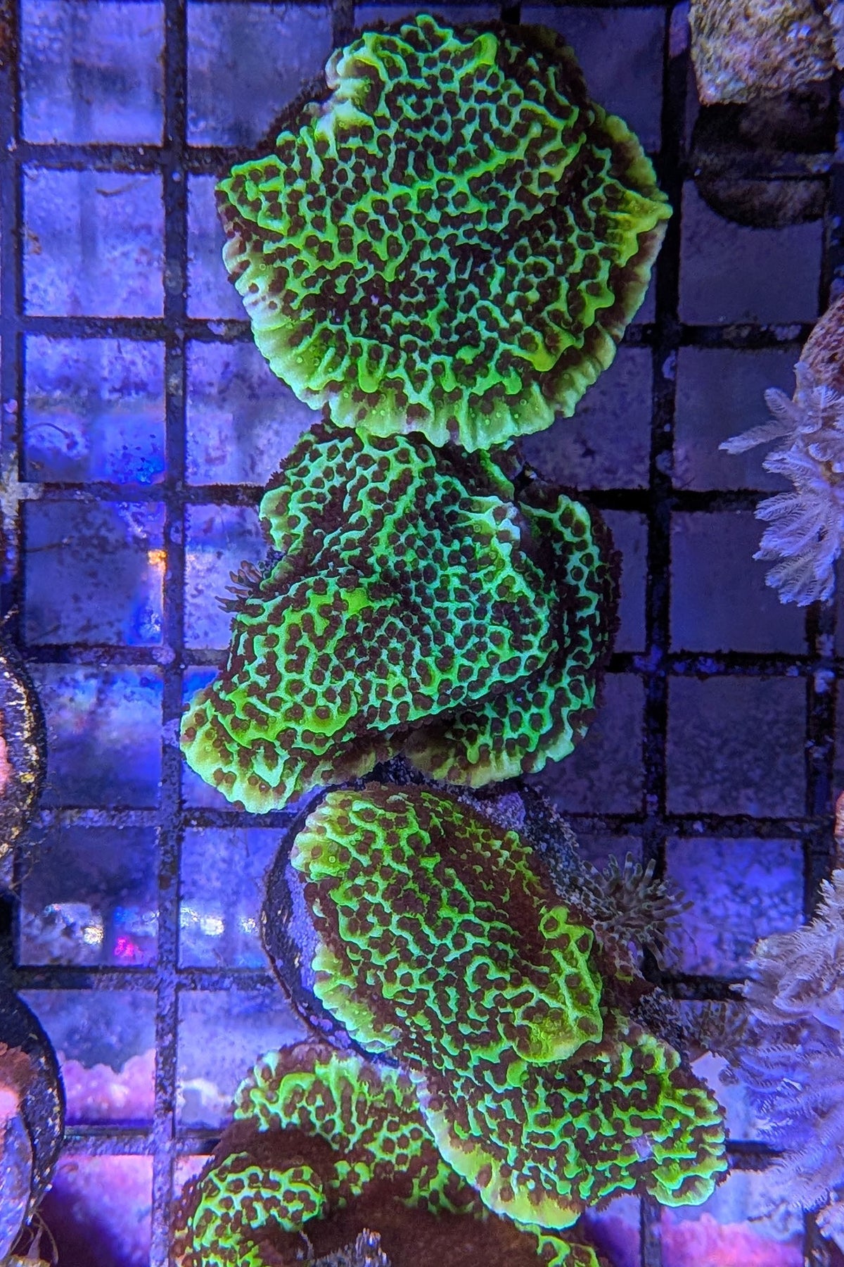 Montipora Spongodes