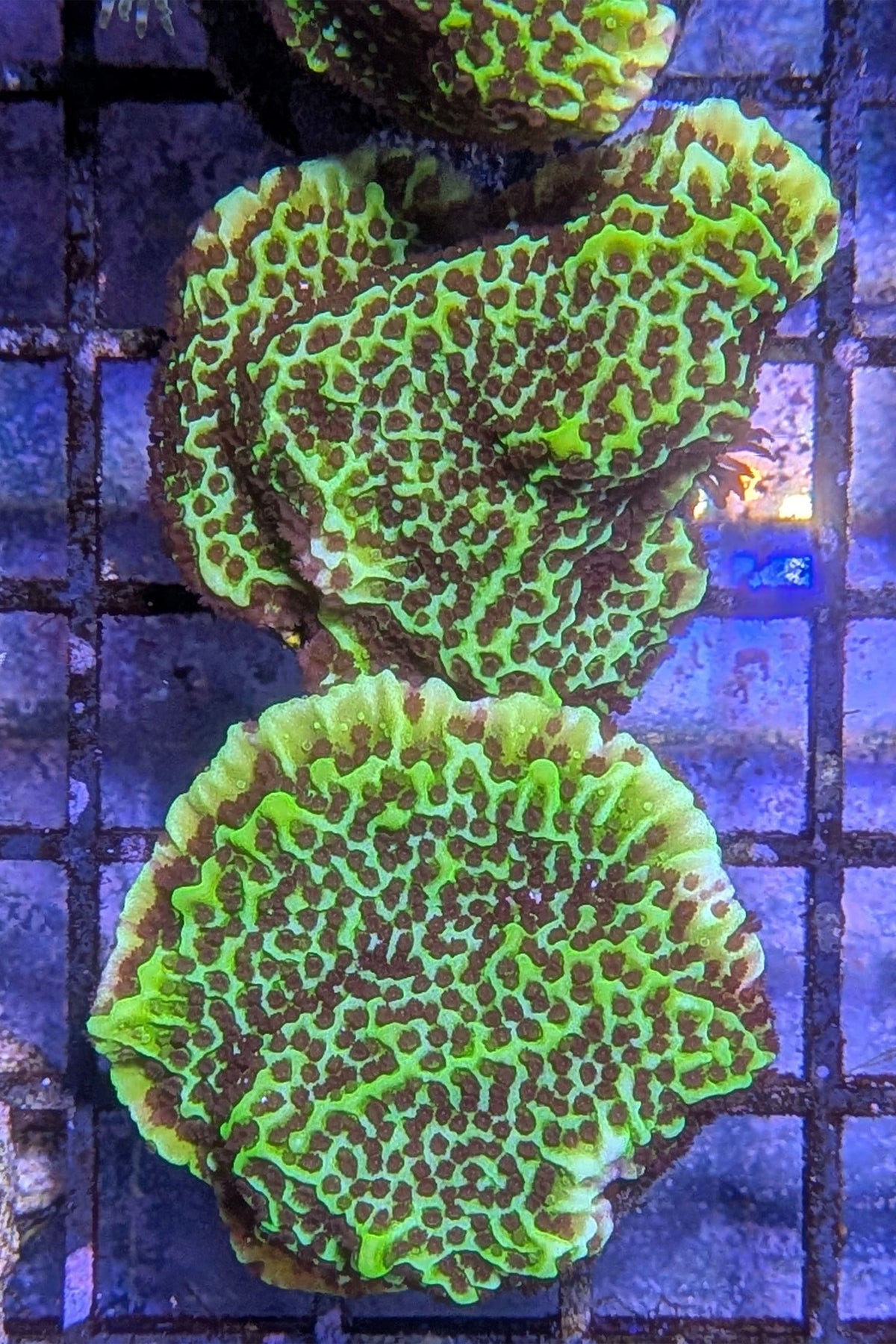 Montipora Spongodes
