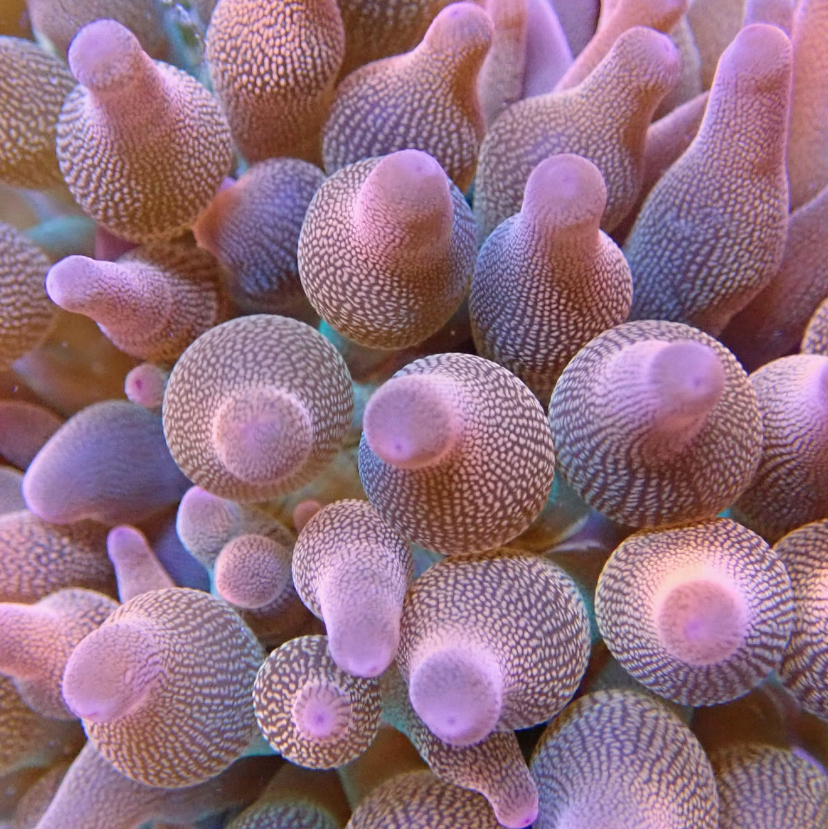 Rose Bubble Tip Anemome