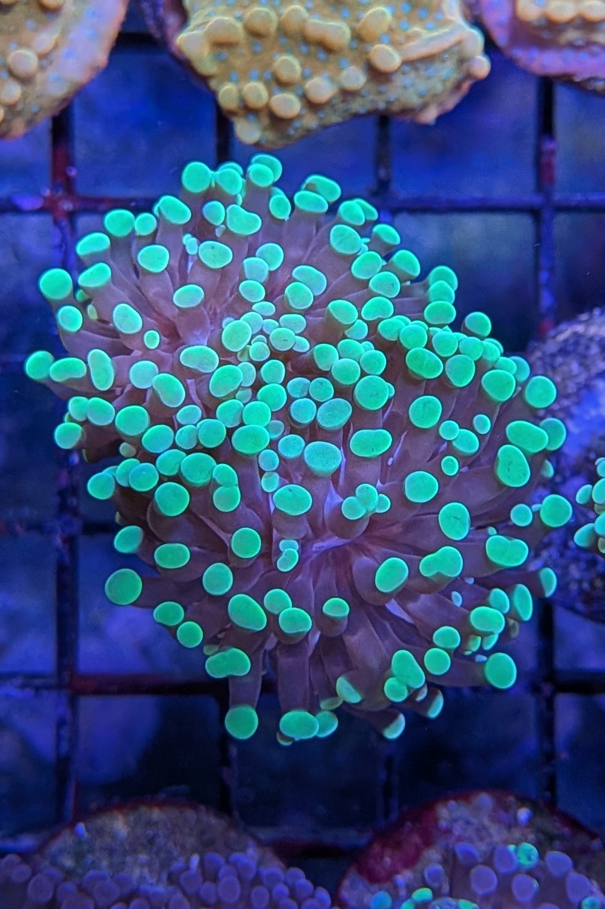 Bicolor Euphyllia Frogspawn Coral