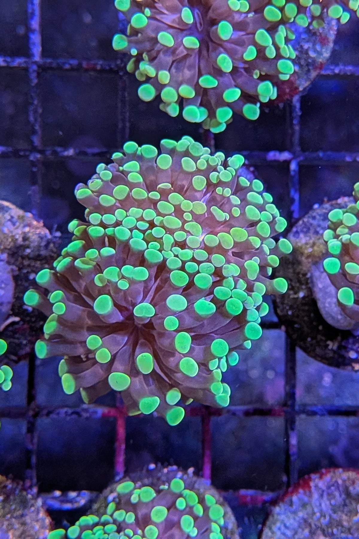Bicolor Euphyllia Frogspawn Coral
