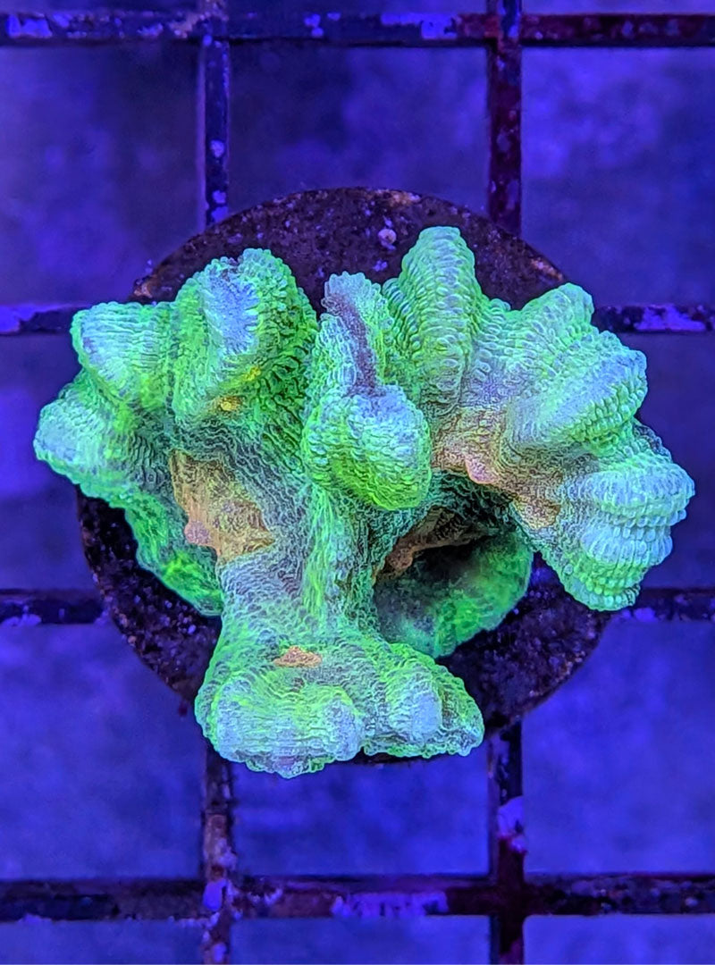 Space Invader Pectinia Coral