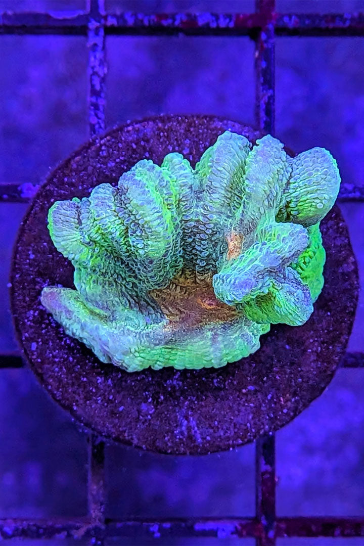 Space Invader Pectinia Coral