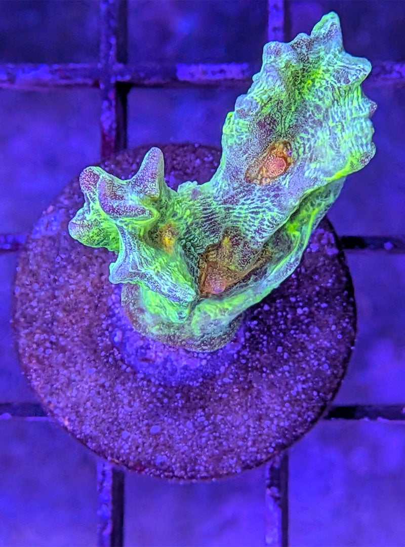 Space Invader Pectinia Coral