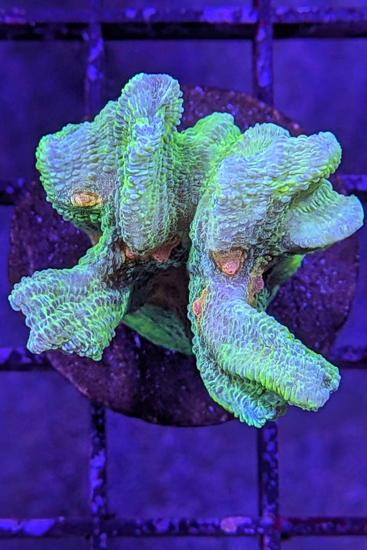 Space Invader Pectinia Coral