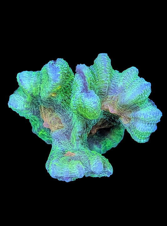 Space Invader Pectinia Coral