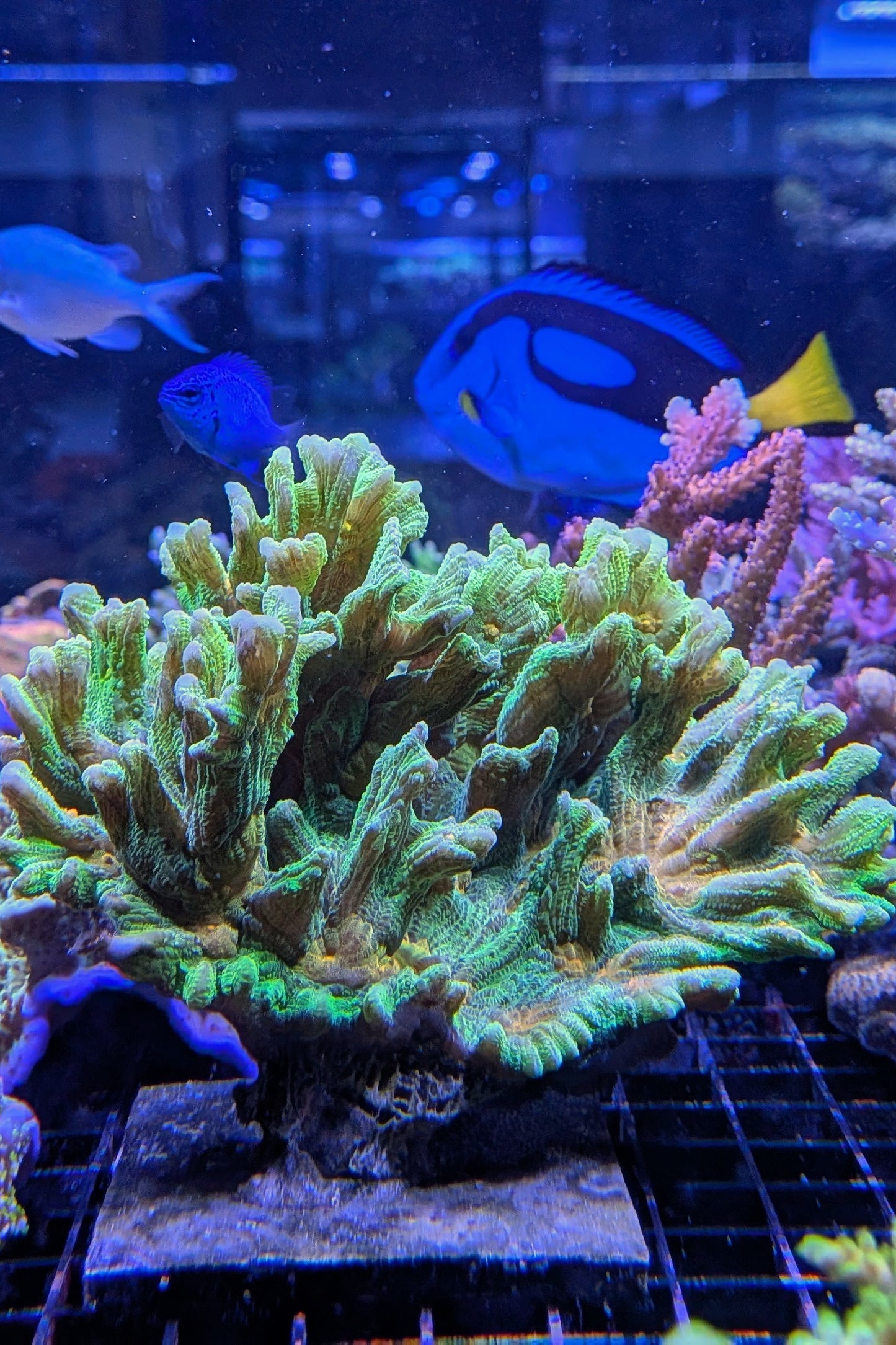 Space Invader Pectinia Coral