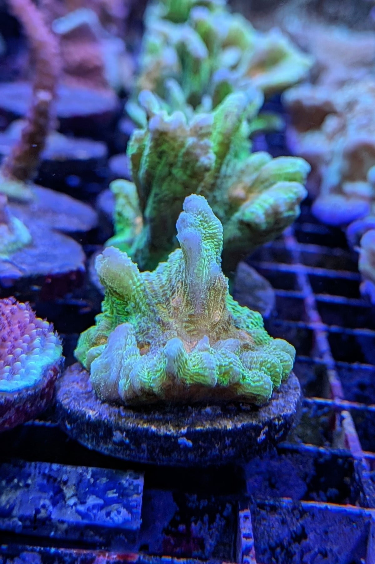 Space Invader Pectinia Coral