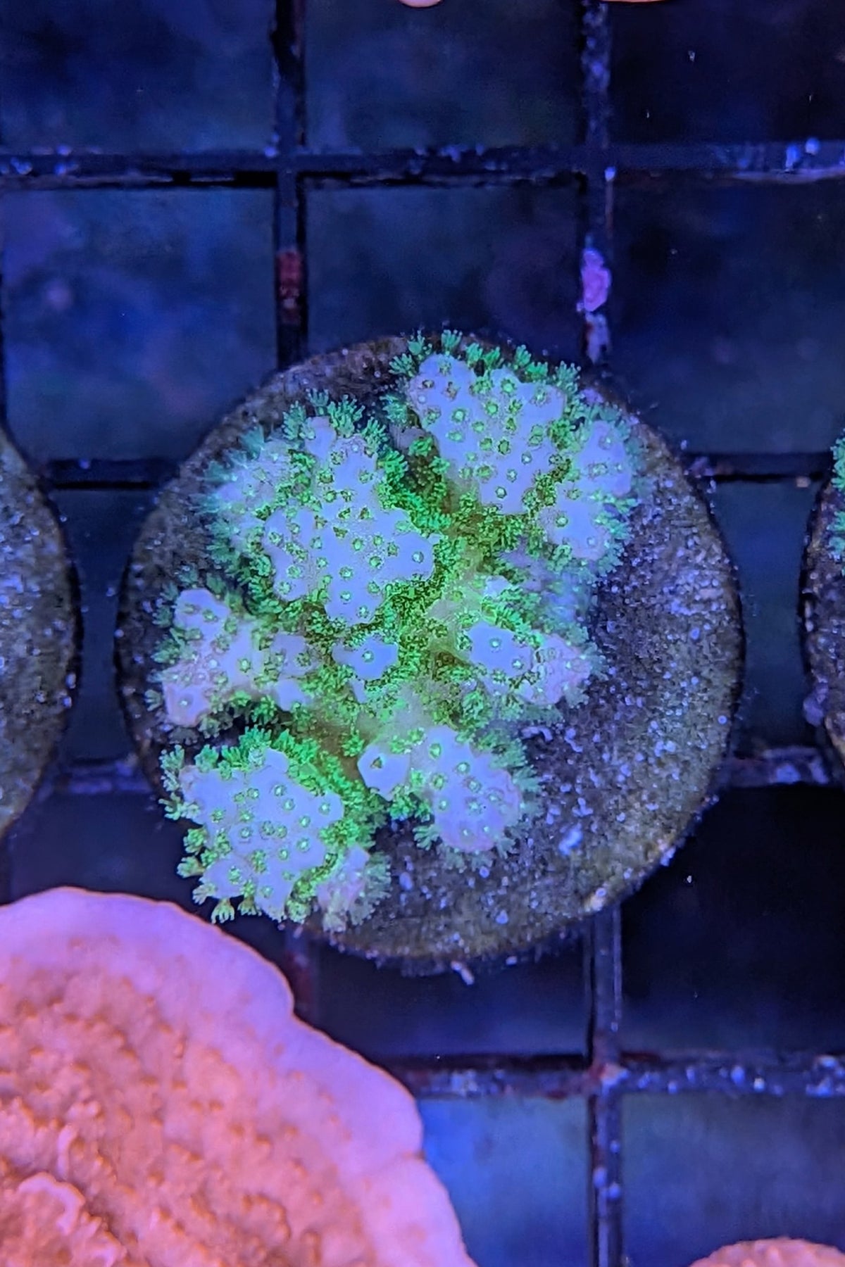 Neon Green Pocillopora Coral