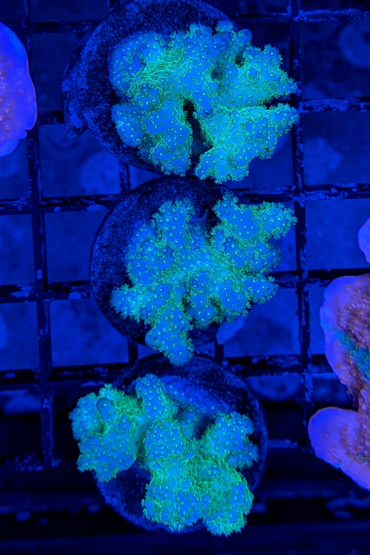 Neon Green Pocillopora Coral