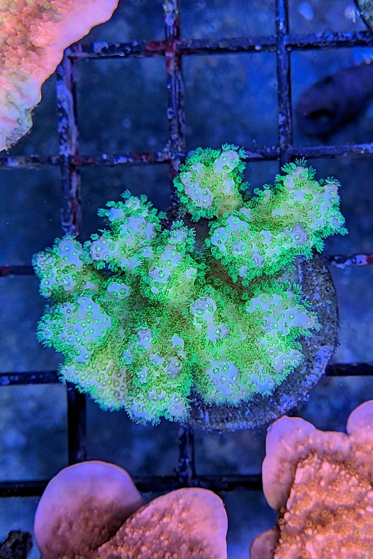 Neon Green Pocillopora Coral