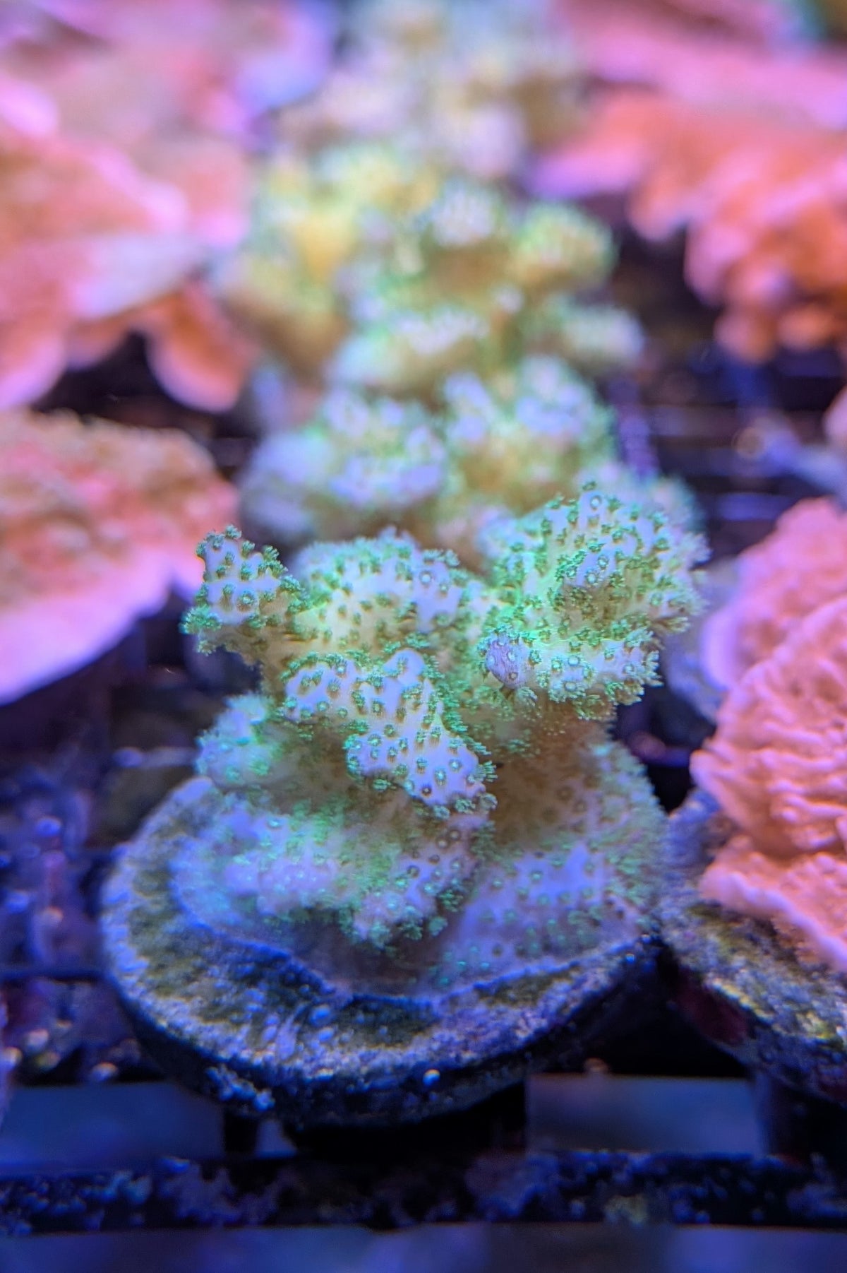 Neon Green Pocillopora Coral