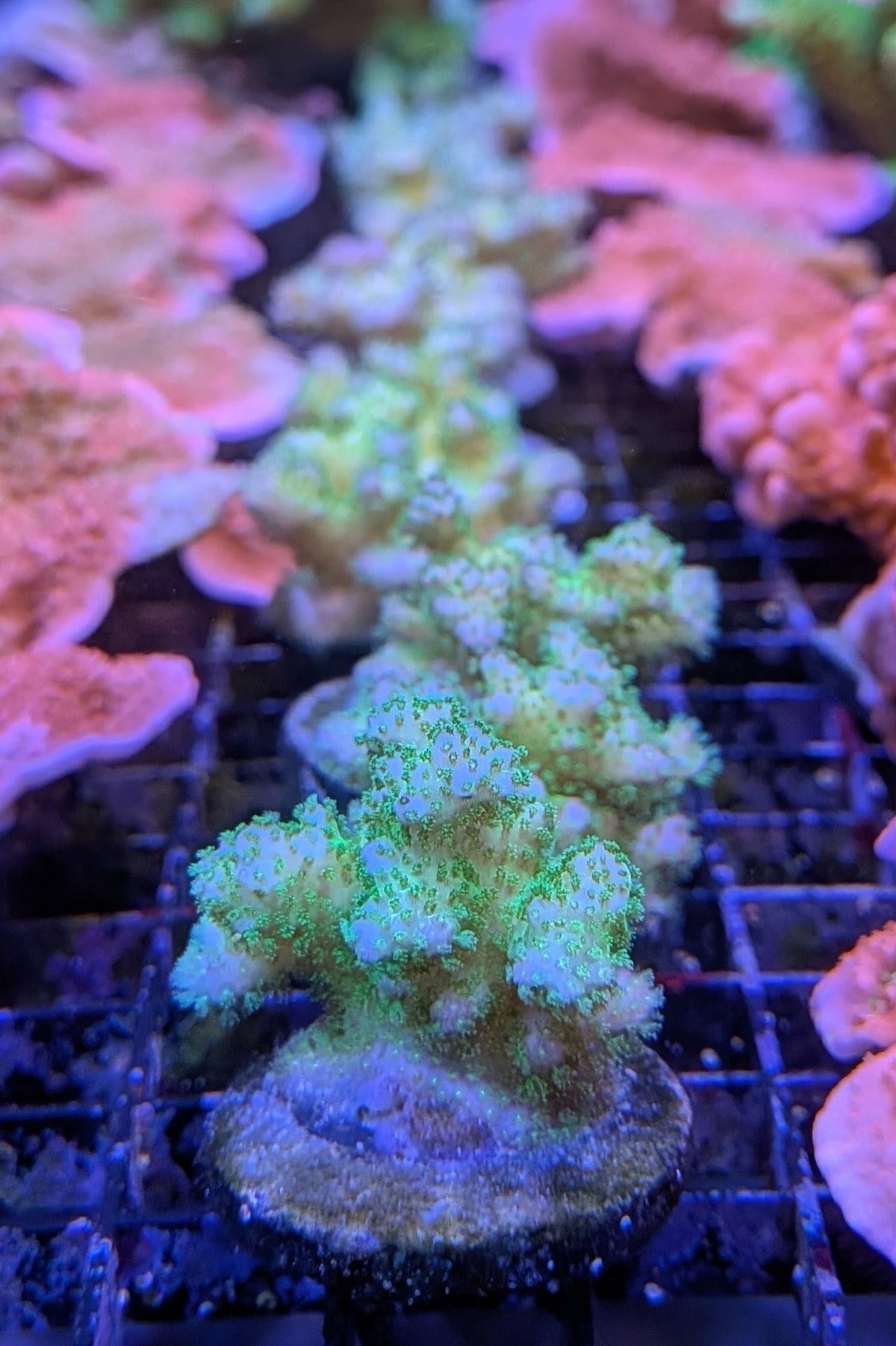 Neon Green Pocillopora Coral