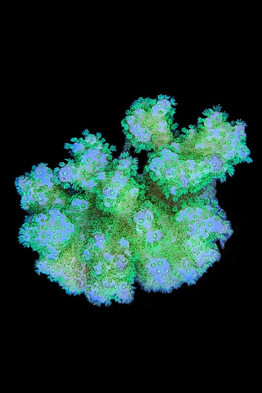 Neon Green Pocillopora Coral